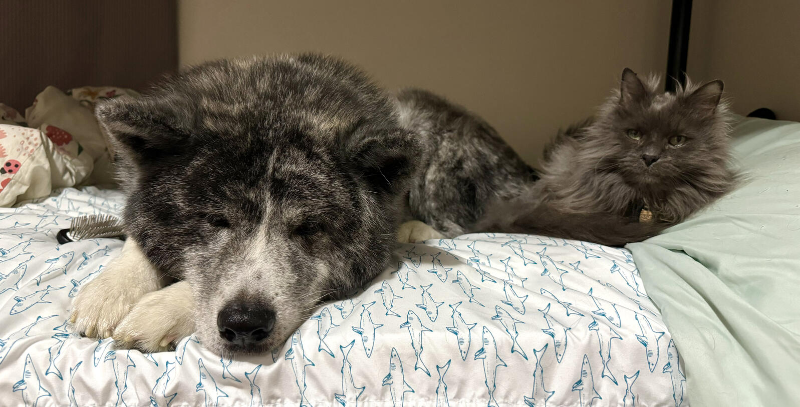 Japanese Akitainu enamel pin, designed by Nao.