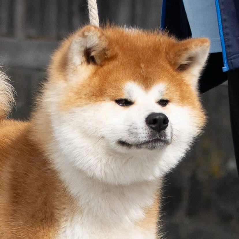 Awa Taishou