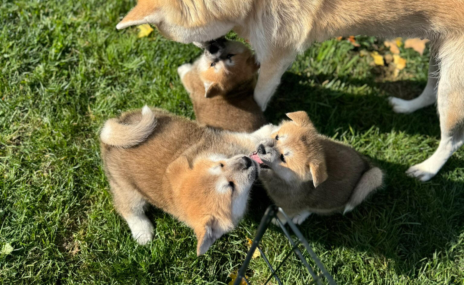 Hasshuu Arashi Go Tochiotomesou