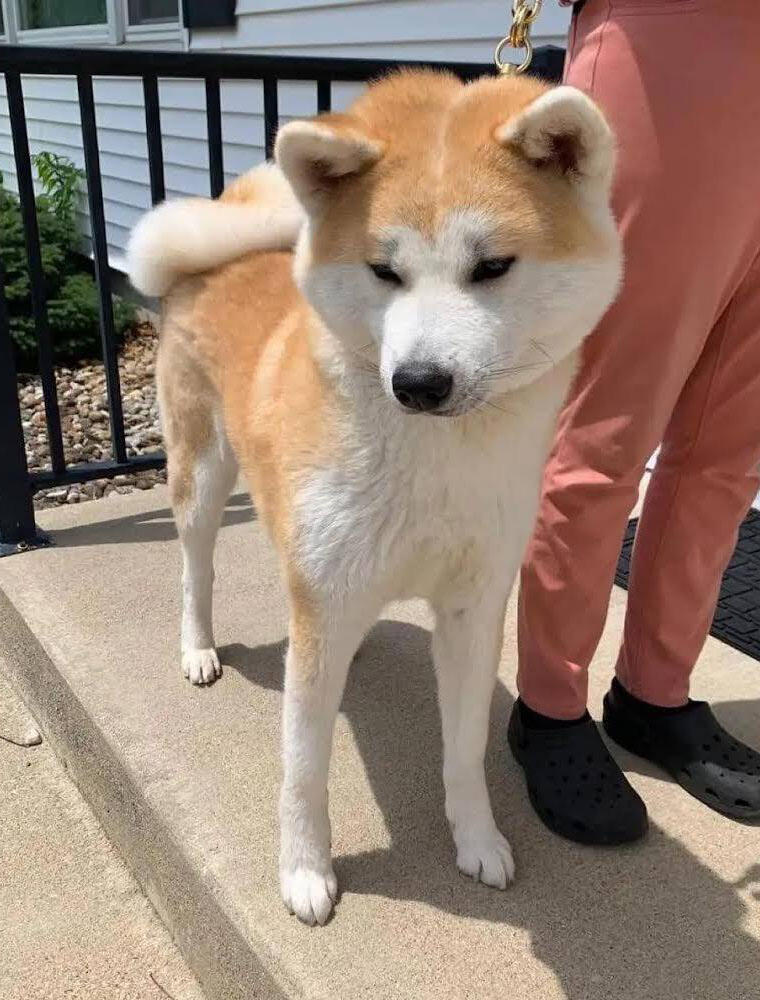 Anzu No Hana Go Shiranuisou