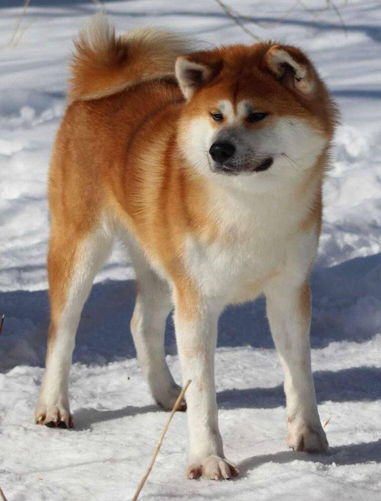 Hasshuu Arashi Go Tochiotomesou